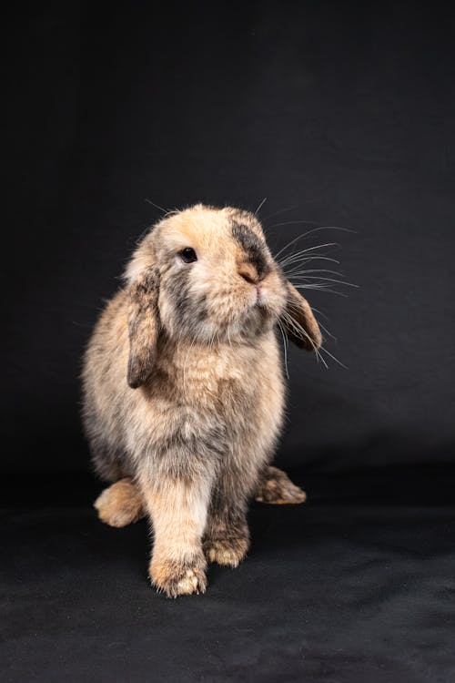 A rabbit with a black background and a brown head