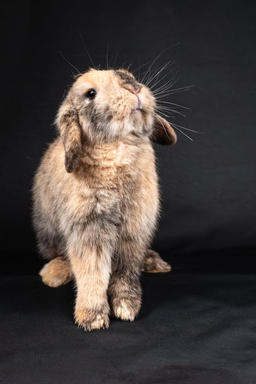 A rabbit is sitting on a black background