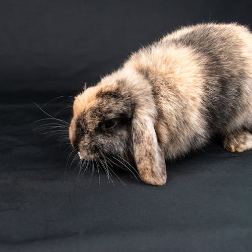 A small rabbit is standing on a black background