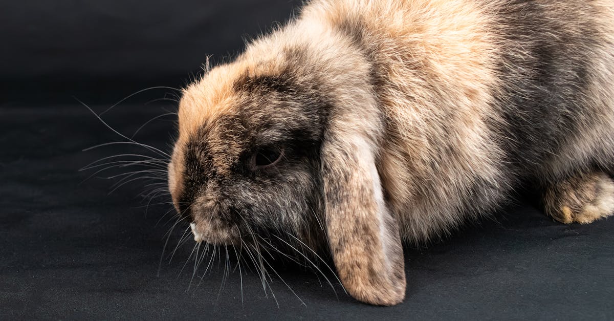 A small rabbit is standing on a black background