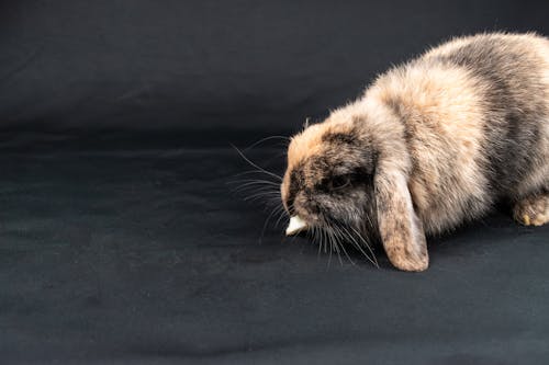 A rabbit eating on a black background