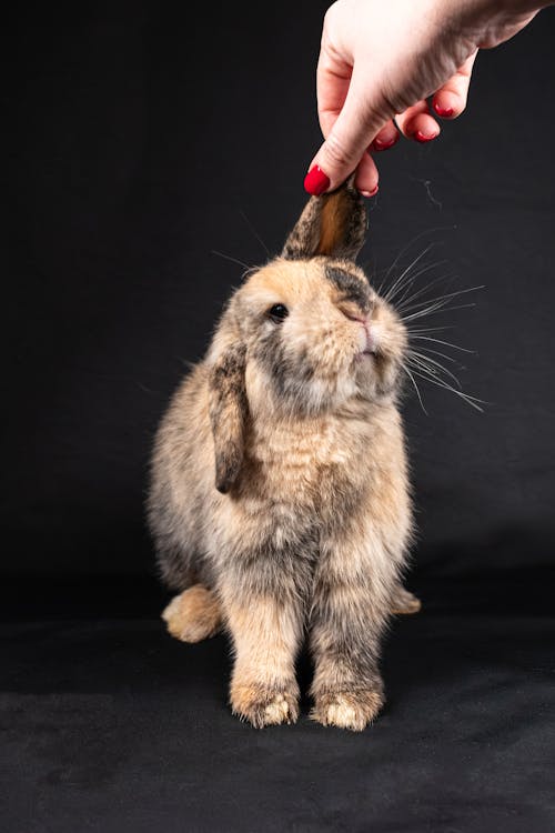 A person is petting a rabbit's head