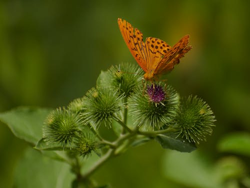 Foto profissional grátis de borboleta, entomologia, fechar-se