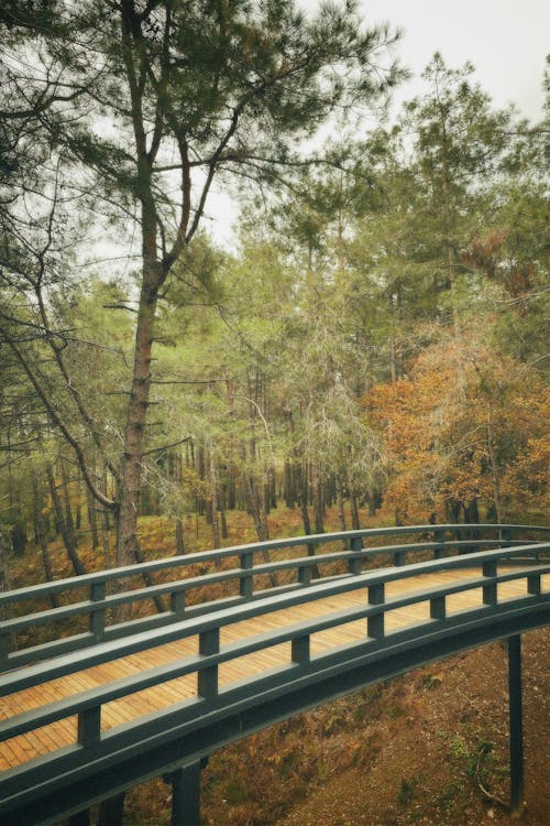 Wooden Bridge in a Forest 
