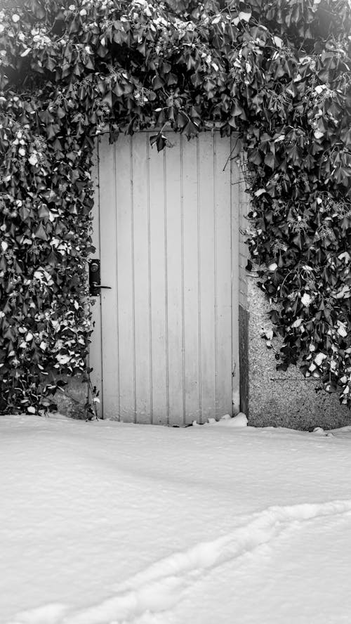 Wooden Door Among Ivy in Black and White 