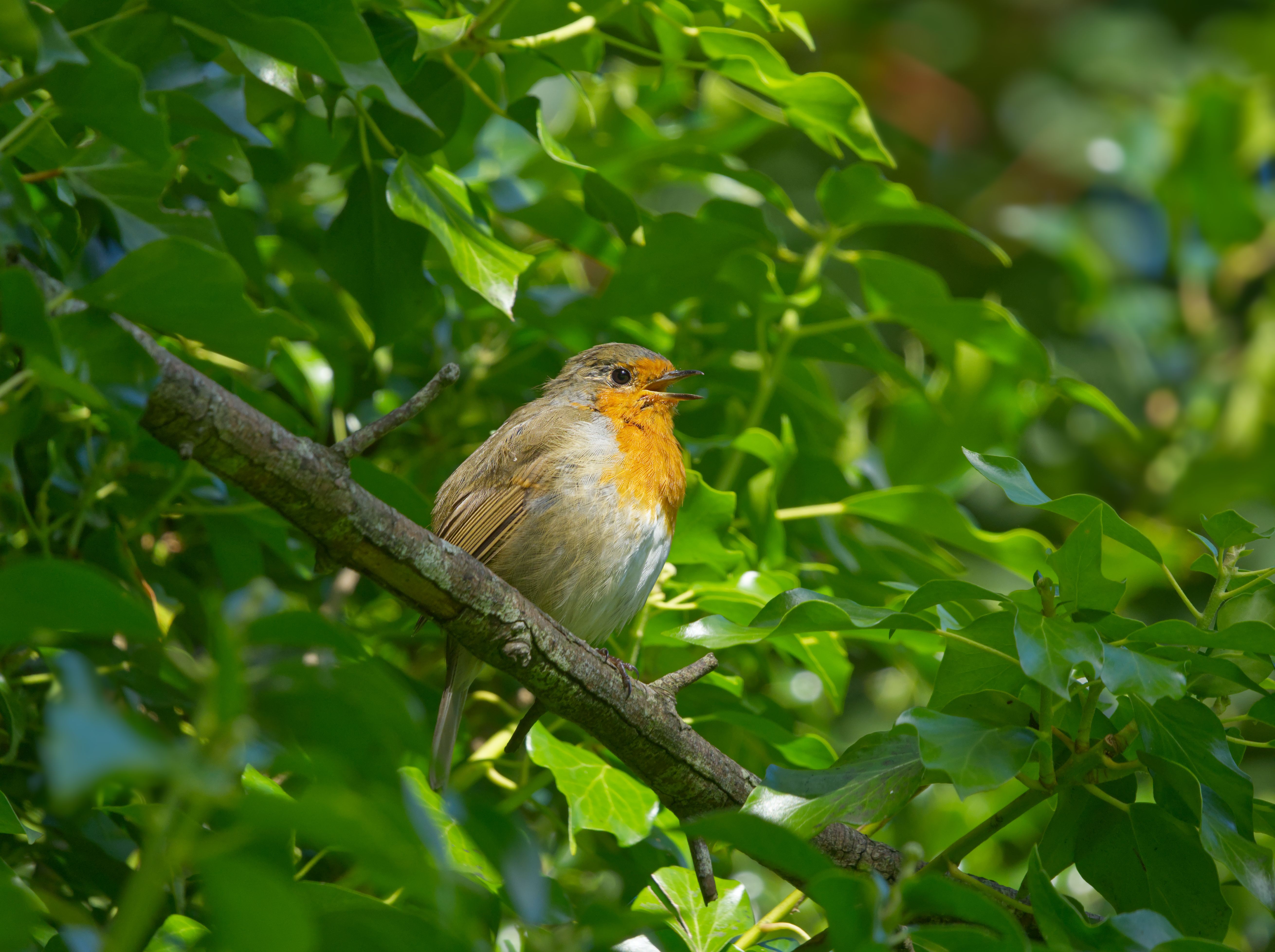 European Robin on Branch of Tree · Free Stock Photo