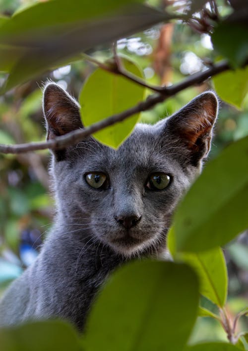 Gray Cat behind Leaves