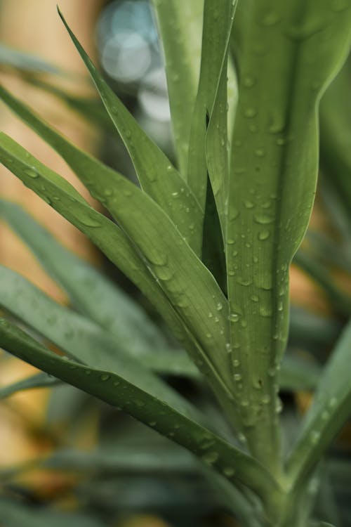 Immagine gratuita di bel fiore, bellissimo, foto