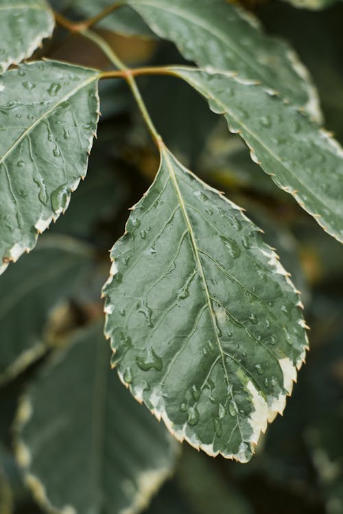 Immagine gratuita di bel fiore, bellissimo, foto