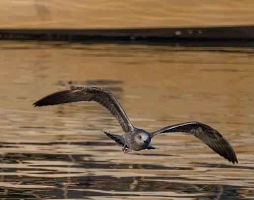 คลังภาพถ่ายฟรี ของ natureworld, seagul, ดิน