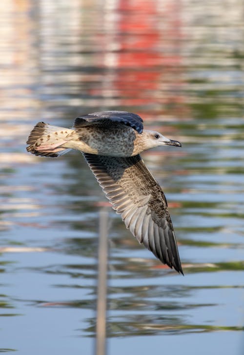 คลังภาพถ่ายฟรี ของ natureworld, seagul, ดิน