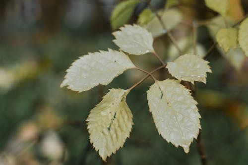 Immagine gratuita di bel fiore, bellissimo, foto