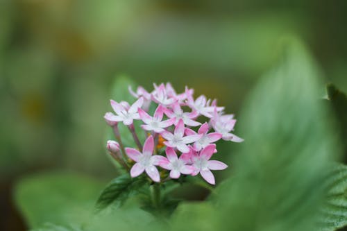 Immagine gratuita di bel fiore, bellissimo, natura