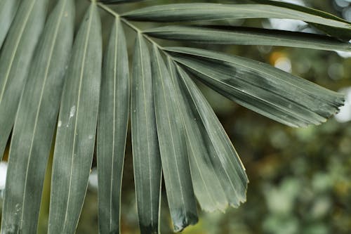 Immagine gratuita di bel fiore, bellissimo, foto