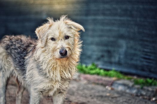 Close-up portrait of a fluffy dog with a rustic background, showcasing its natural charm.