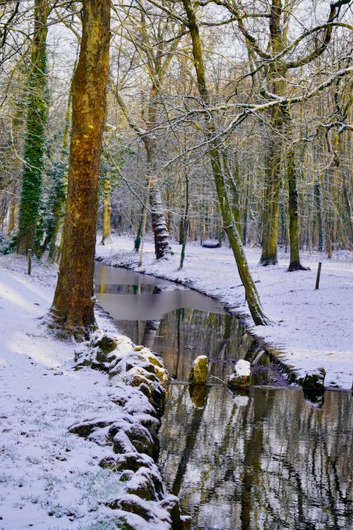 Stream in Forest in Winter