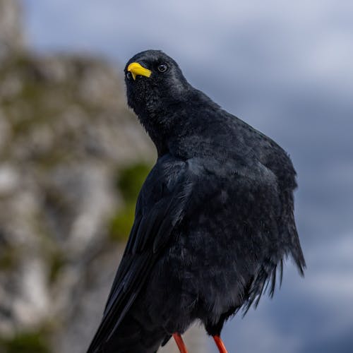 Kostenloses Stock Foto zu alpendohle, bird, dohle