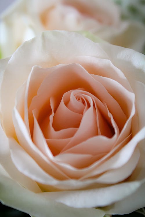 Бесплатное стоковое фото с бутон розы, закрыть, персиковая роза