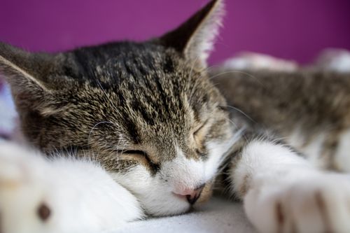Free Close-up of a cute tabby cat sleeping peacefully indoors on a soft surface. Stock Photo