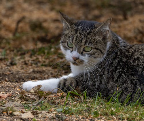 Kostenloses Stock Foto zu boden, Cat, gefleckt