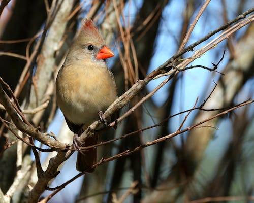 Cardinal Bird on Bare Branches