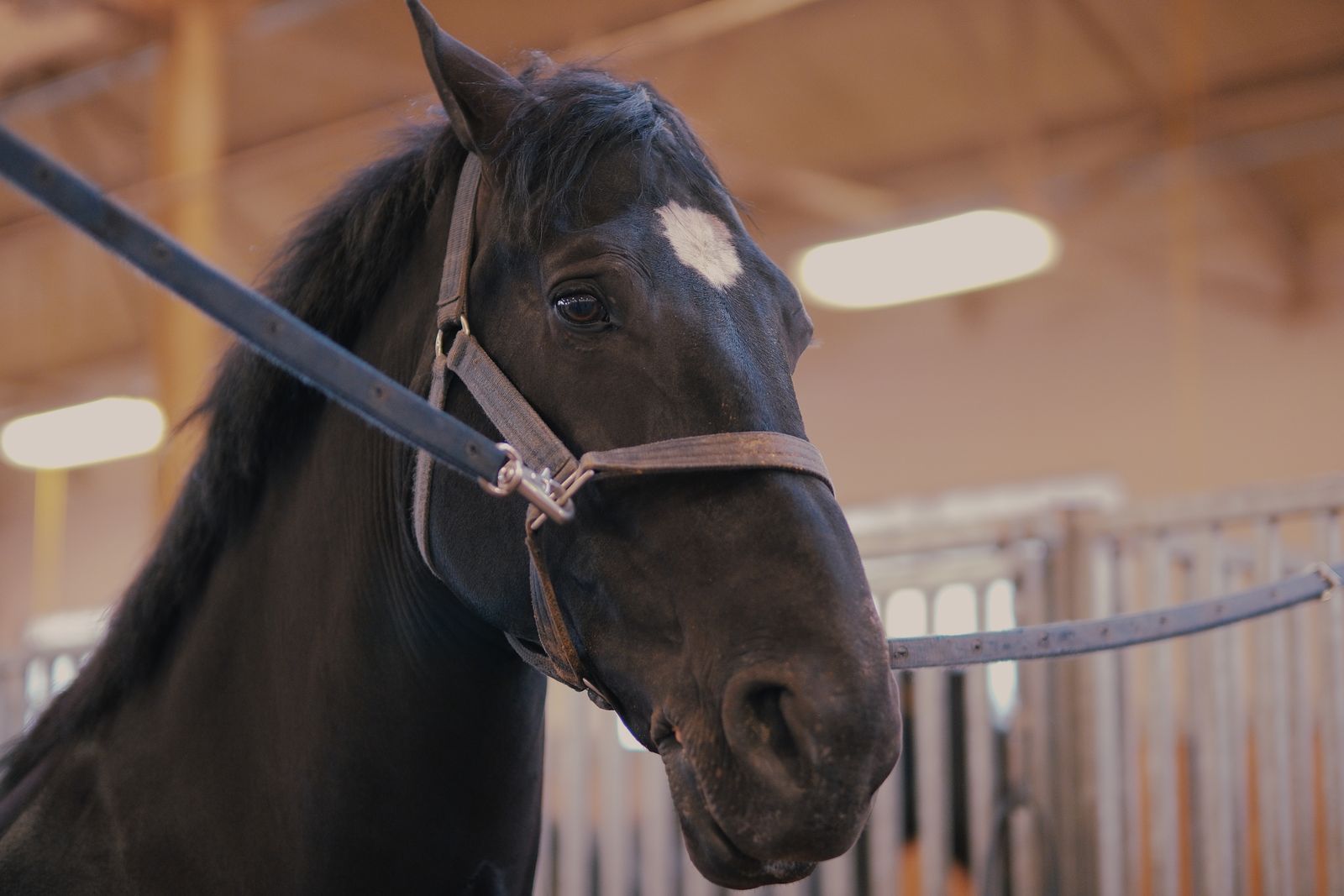 Racehorse portrait
