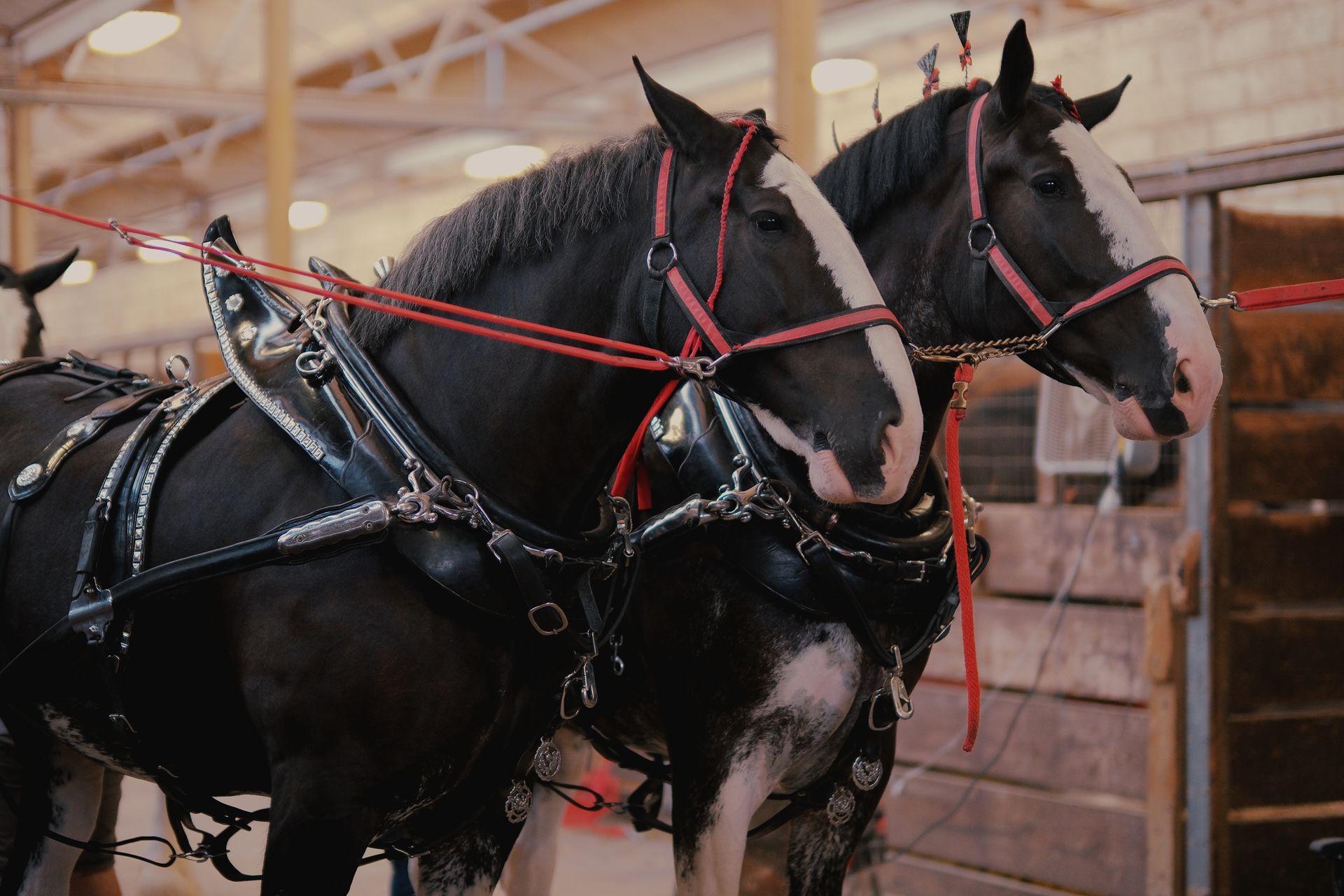 Two Horses Wearing a Harness and Bridles