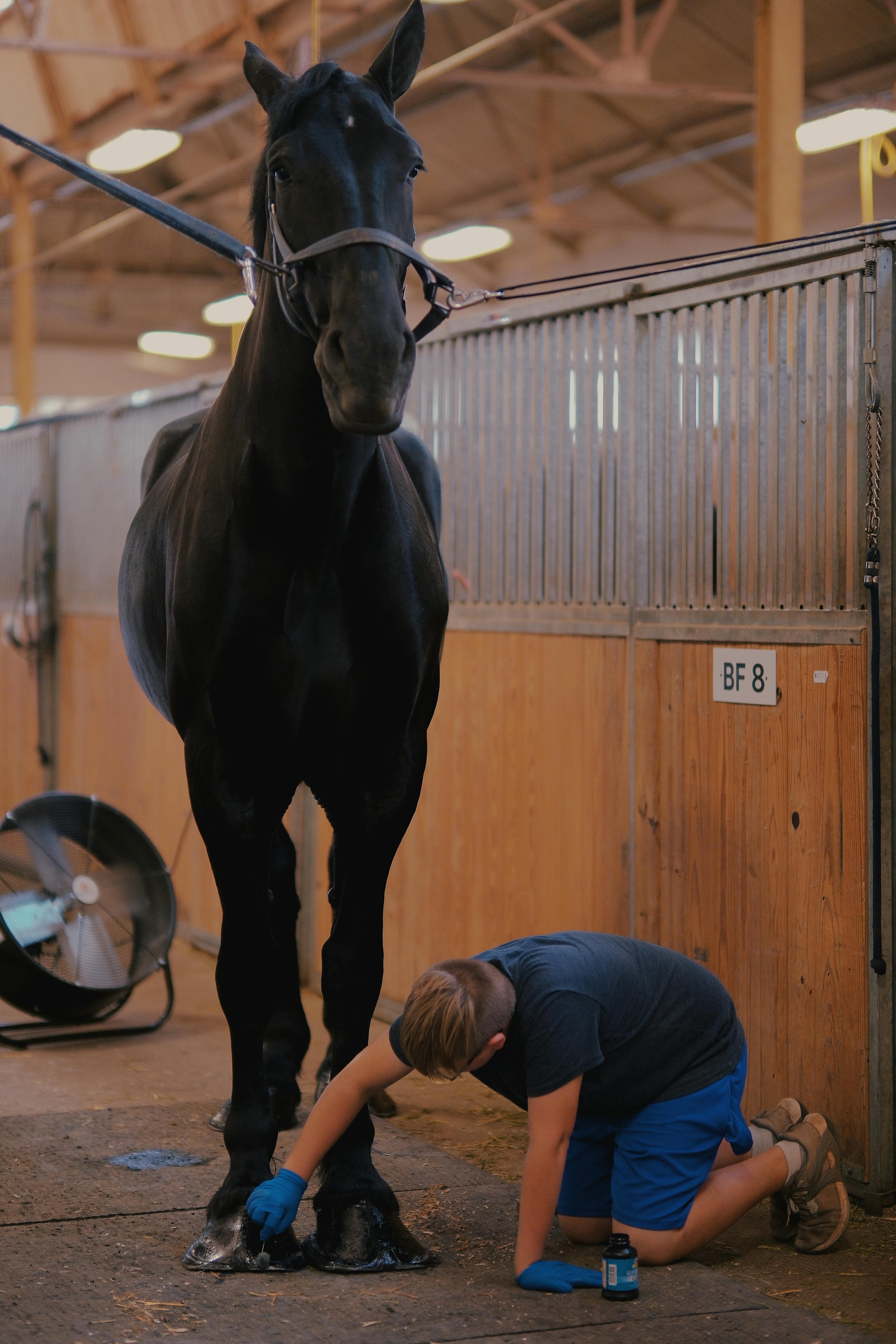 Man Painting a Horse Hooves · Free Stock Photo