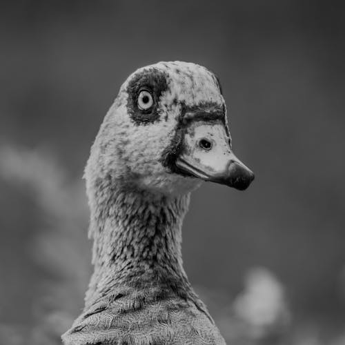 Black and White Close-up of an Egyptian Goose