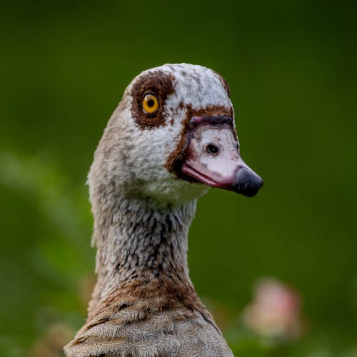 Kostenloses Stock Foto zu bird, duck, Goose