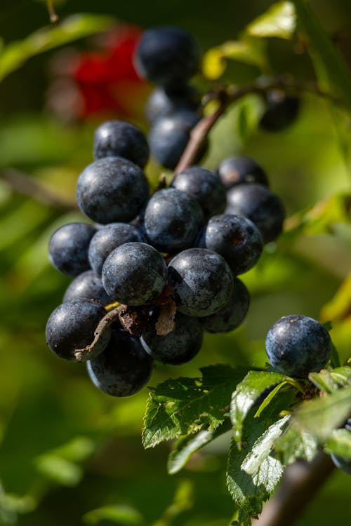 Kostenloses Stock Foto zu beeren, berries, blaubeeren