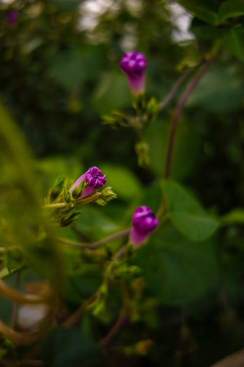 คลังภาพถ่ายฟรี ของ bushe, ดอกไม้, ธรรมชาติ