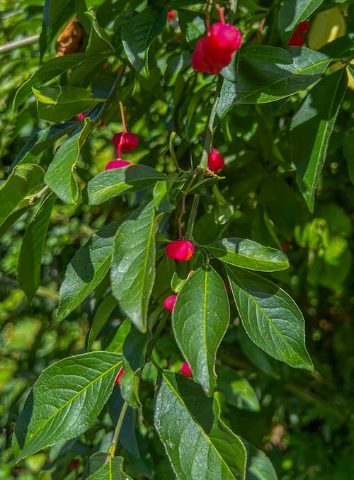 Kostenloses Stock Foto zu beeren, berries, blaubeeren