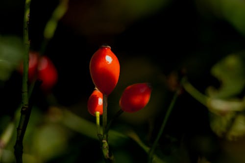 Kostenloses Stock Foto zu beeren, berries, blaubeeren