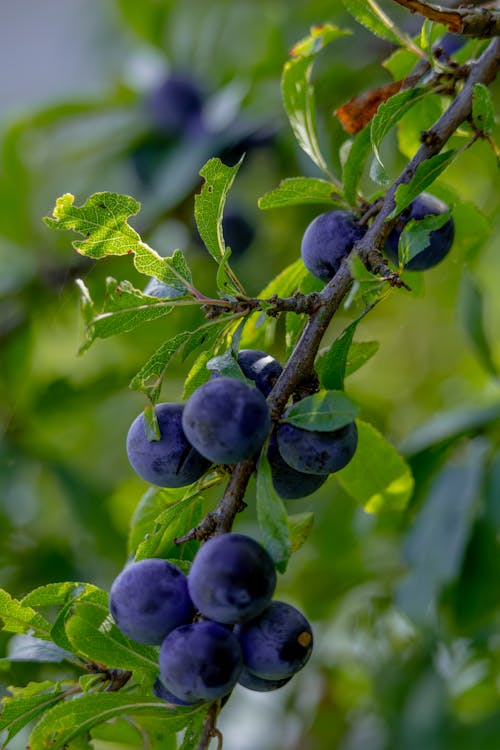 Kostenloses Stock Foto zu beeren, berries, blaubeeren