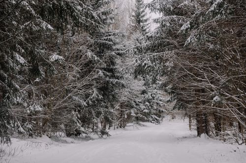 Free Explore a serene snowy path through a winter forest with frosty branches and evergreen trees. Stock Photo