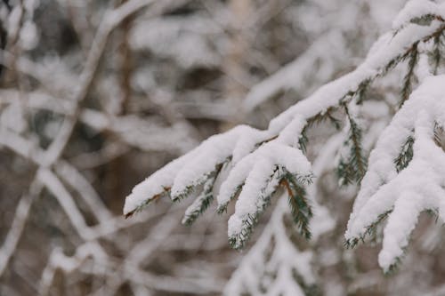 A close up of a pine branch covered in snow
