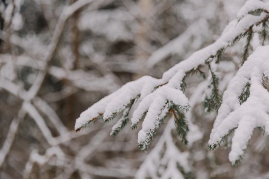 A detailed view of snow-laden evergreen branches in a wintry forest setting.