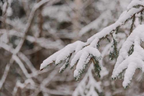 Free A detailed view of snow-laden evergreen branches in a wintry forest setting. Stock Photo