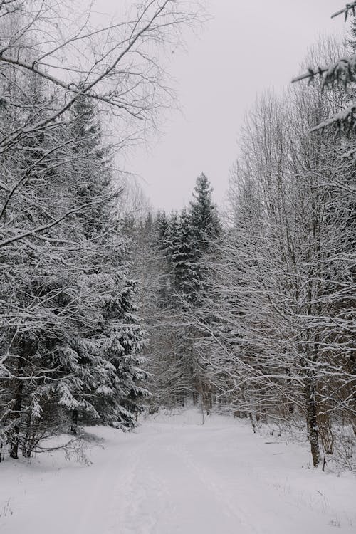 Imagine de stoc gratuită din arbori, arbuști, cale