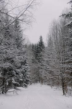 Serene snow-covered forest path surrounded by winter trees in a quiet wilderness.