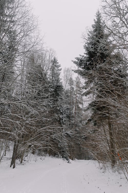 View of Frosty Trees in a Forest in Winter 