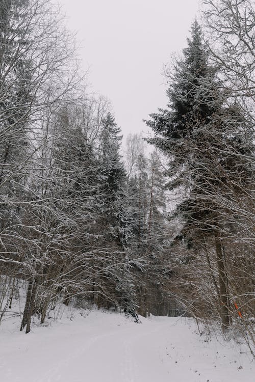 Foto d'estoc gratuïta de arbres, bosc, boscos