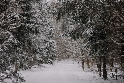 Free Serene snow-covered forest path with frosty trees, capturing winter's beauty. Stock Photo
