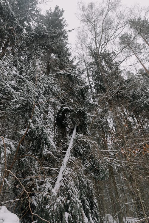 Kostenloses Stock Foto zu äste, bäume, holz