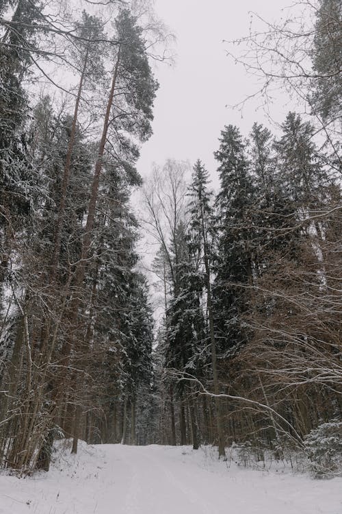 Trees around Dirt Road in Snow in Forest