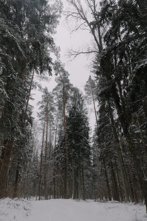 View of Frosty Trees in a Forest in Winter 