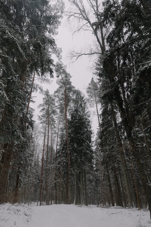 ağaçlar, buz tutmuş, dallar içeren Ücretsiz stok fotoğraf