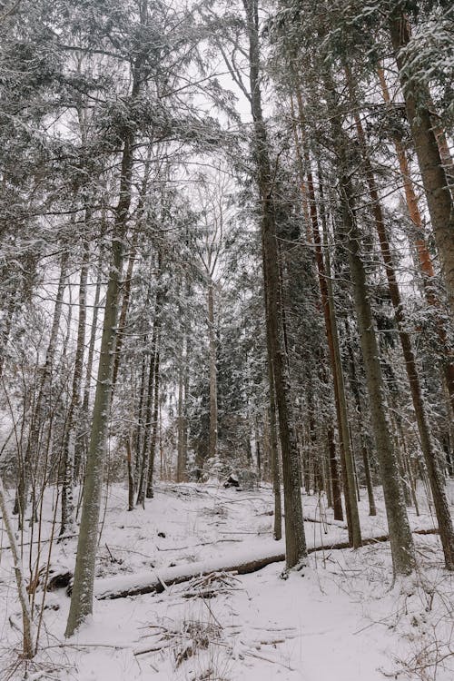 Snow among Trees in Forest