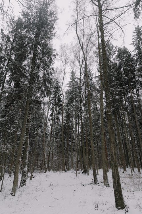 View of Frosty Trees in a Forest in Winter 